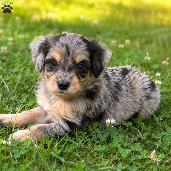 Peeta, Mini Bernedoodle Puppy