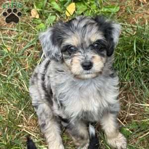 Peeta, Mini Bernedoodle Puppy