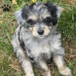 Peeta, Mini Bernedoodle Puppy