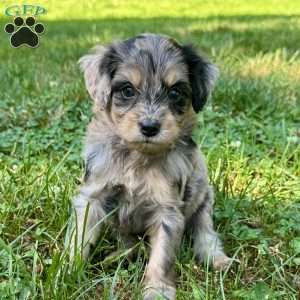 Peeta, Mini Bernedoodle Puppy