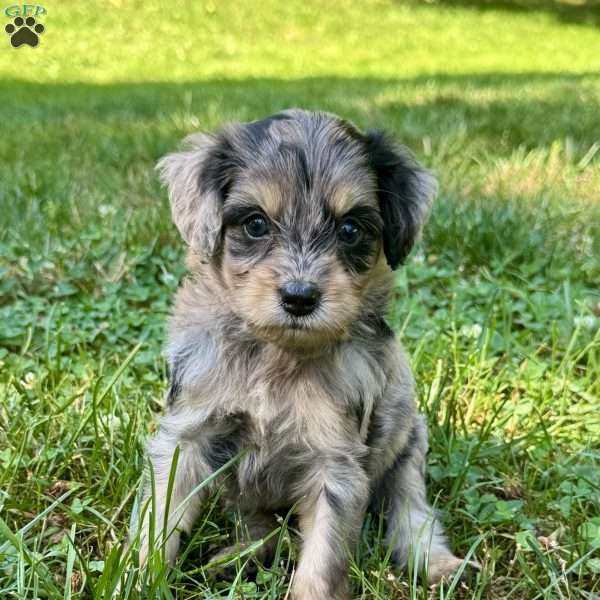 Peeta, Mini Bernedoodle Puppy