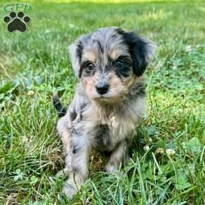 Peeta, Mini Bernedoodle Puppy