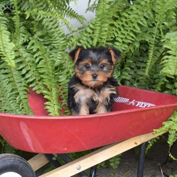 Penny, Yorkie Puppy