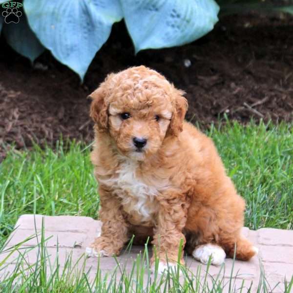 Penny, Mini Goldendoodle Puppy