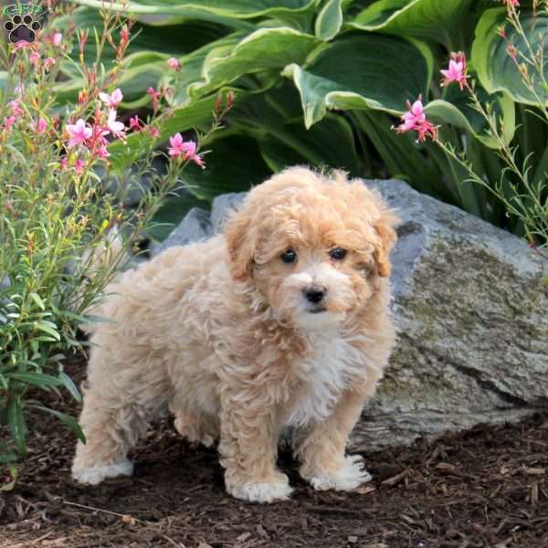 Penny, Maltipoo Puppy