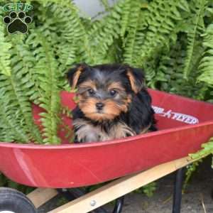 Penny, Yorkie Puppy