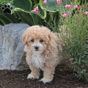 Penny, Maltipoo Puppy
