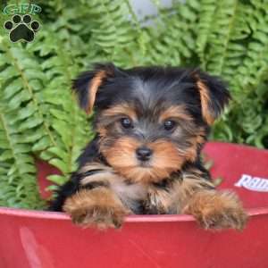 Penny, Yorkie Puppy