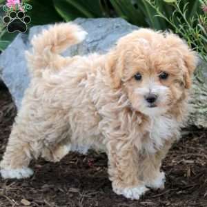 Penny, Maltipoo Puppy