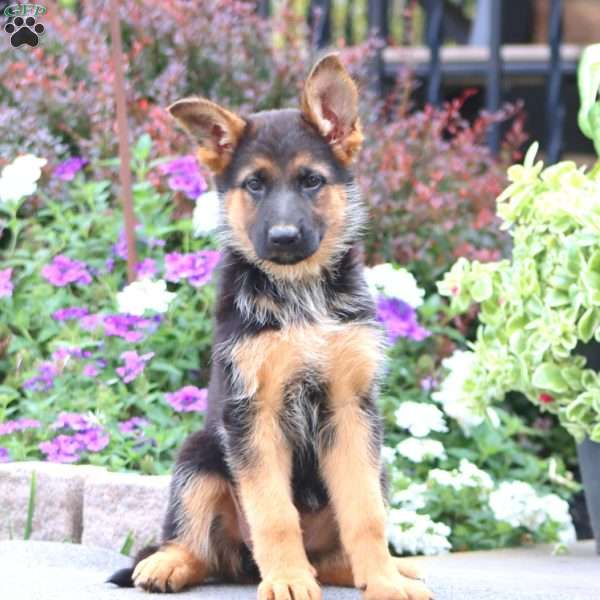 Penny, German Shepherd Puppy