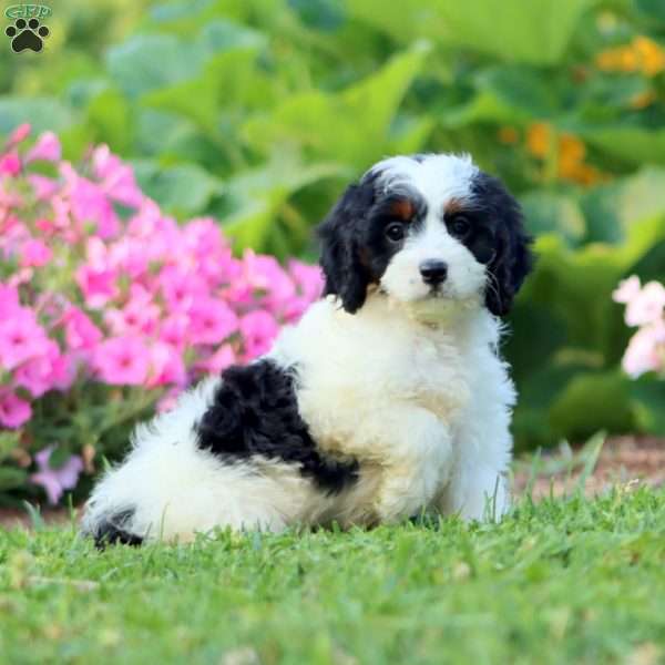 Penny, Cavapoo Puppy