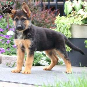 Penny, German Shepherd Puppy