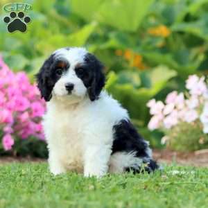 Penny, Cavapoo Puppy