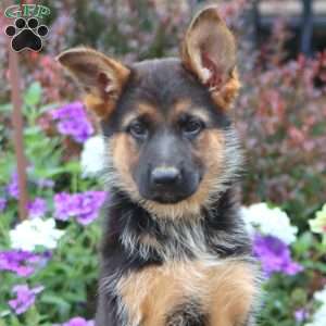 Penny, German Shepherd Puppy