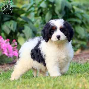 Penny, Cavapoo Puppy