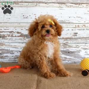Penny, Toy Poodle Puppy