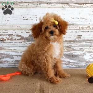 Penny, Toy Poodle Puppy