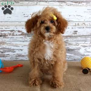 Penny, Toy Poodle Puppy