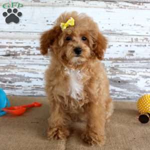 Penny, Toy Poodle Puppy