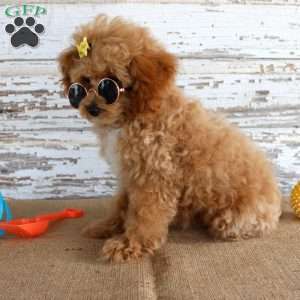 Penny, Toy Poodle Puppy