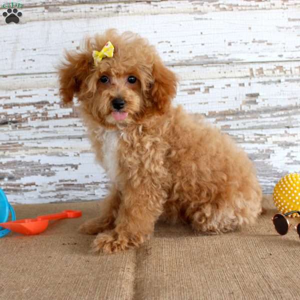 Penny, Toy Poodle Puppy