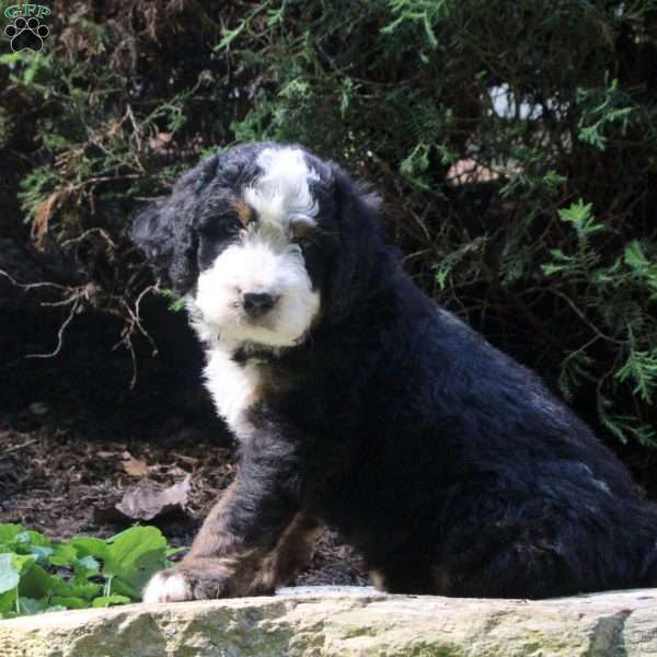 Pepper, Bernedoodle Puppy