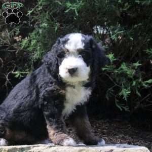 Pepper, Bernedoodle Puppy
