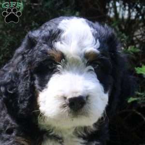 Pepper, Bernedoodle Puppy