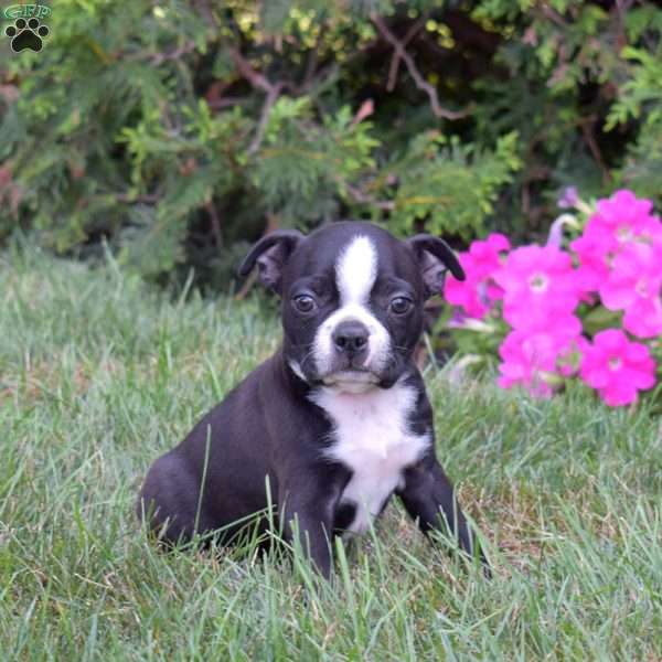Pepper, Boston Terrier Puppy