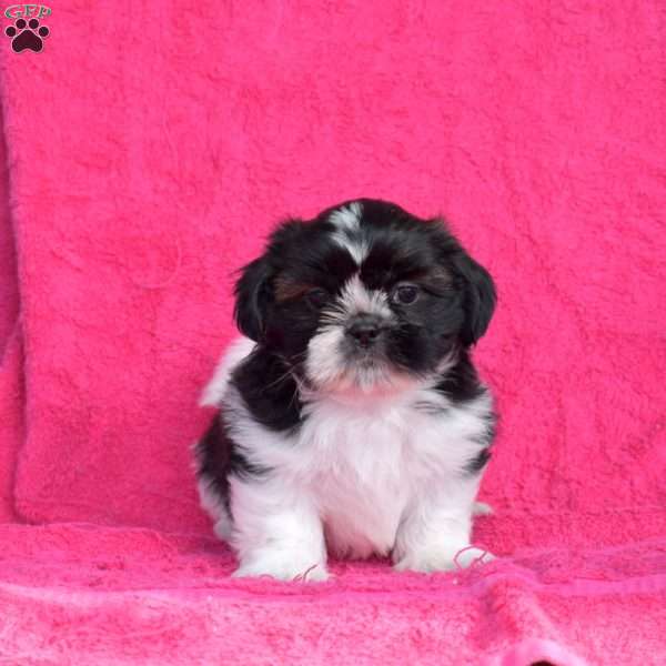 Pepper, Shih Tzu Puppy