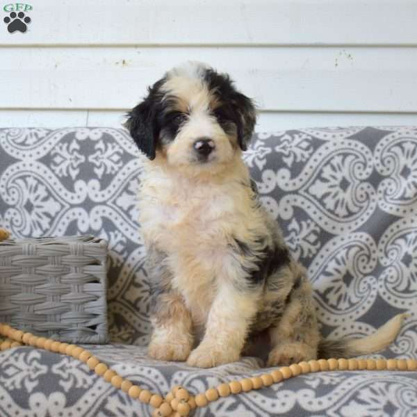 Pepper, Bernedoodle Puppy