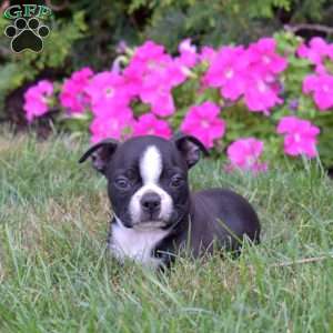Pepper, Boston Terrier Puppy