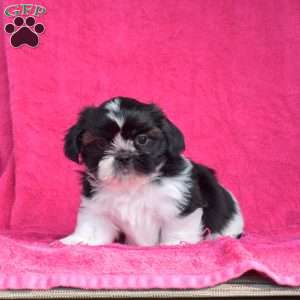 Pepper, Shih Tzu Puppy