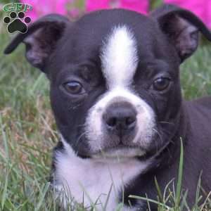Pepper, Boston Terrier Puppy