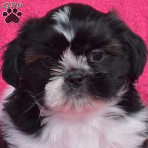 Pepper, Shih Tzu Puppy