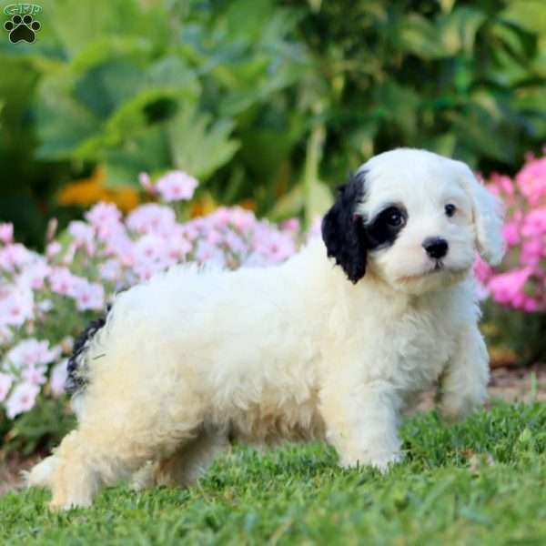 Pepper, Cavapoo Puppy