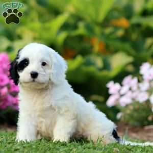 Pepper, Cavapoo Puppy