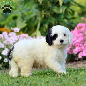 Pepper, Cavapoo Puppy