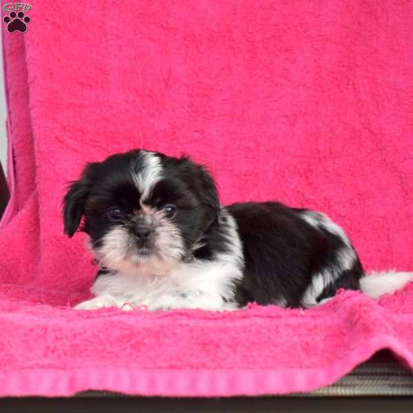 Peppermint, Shih Tzu Puppy