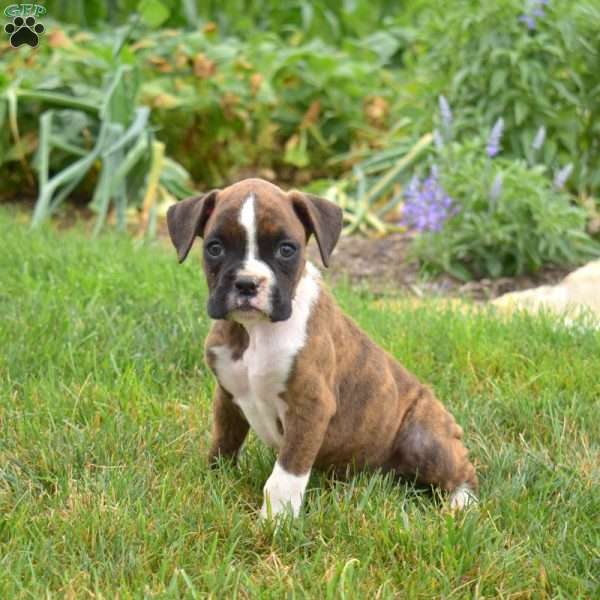 Peppermint, Boxer Puppy