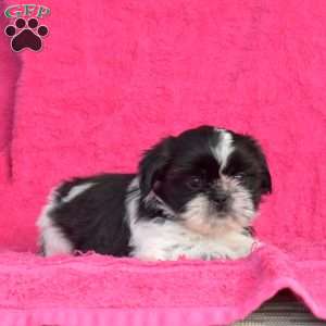 Peppermint, Shih Tzu Puppy
