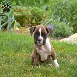 Peppermint, Boxer Puppy