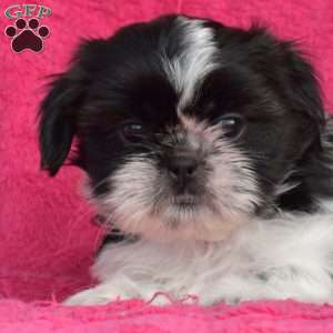 Peppermint, Shih Tzu Puppy