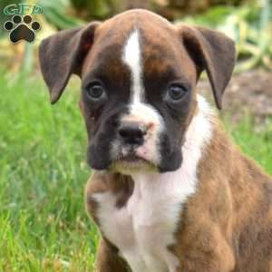 Peppermint, Boxer Puppy