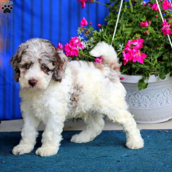 Pepsi, Cockapoo Puppy