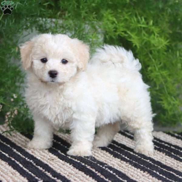 Pepsi, Bichon Frise Puppy