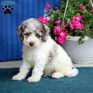 Pepsi, Cockapoo Puppy