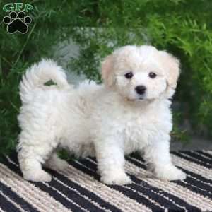 Pepsi, Bichon Frise Puppy