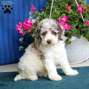 Pepsi, Cockapoo Puppy