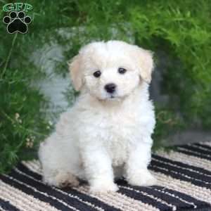 Pepsi, Bichon Frise Puppy